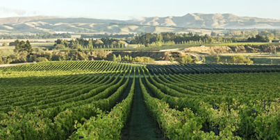 Photo of Waipara Wine Region